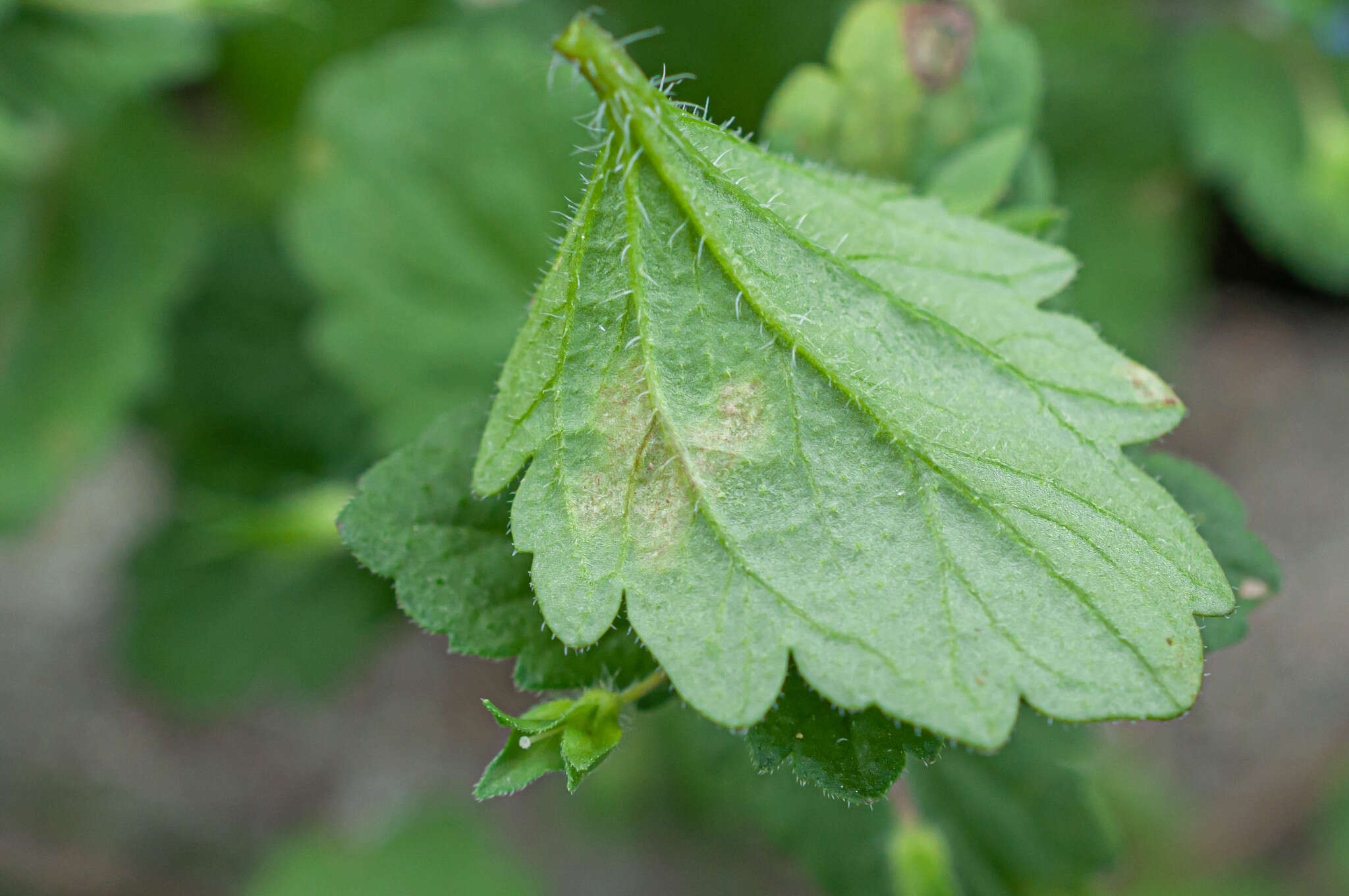 Plancia ëd Peronospora agrestis