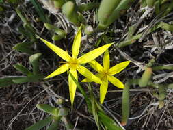 Image of Empodium veratrifolium (Willd.) M. F. Thomps.