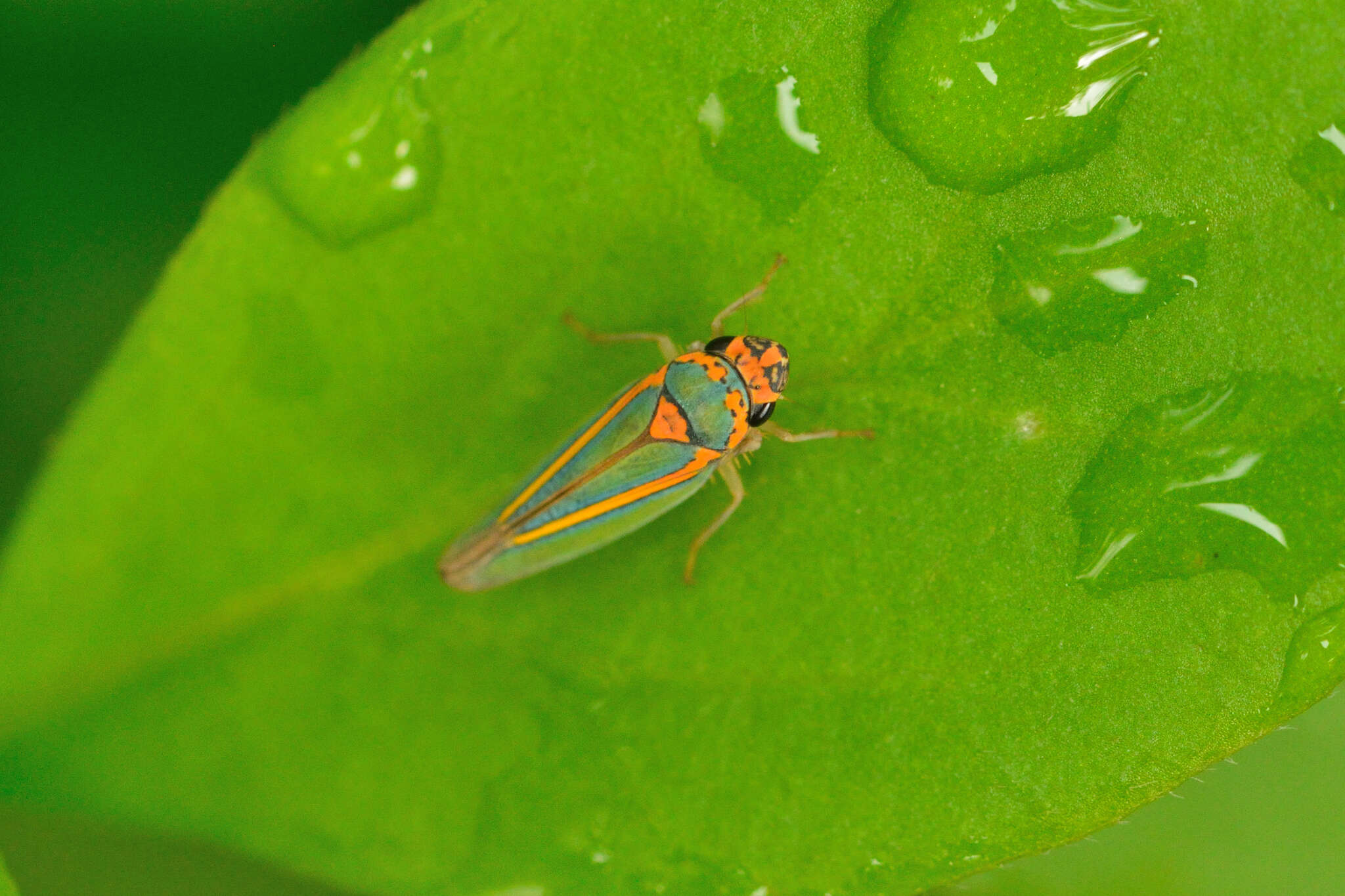 Image of Graphocephala aurolineata (Fowler 1900)