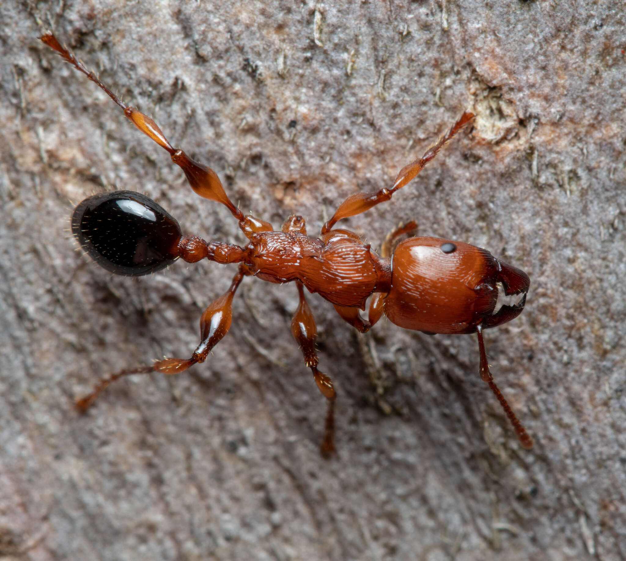 Image of Podomyrma gratiosa (Smith 1858)