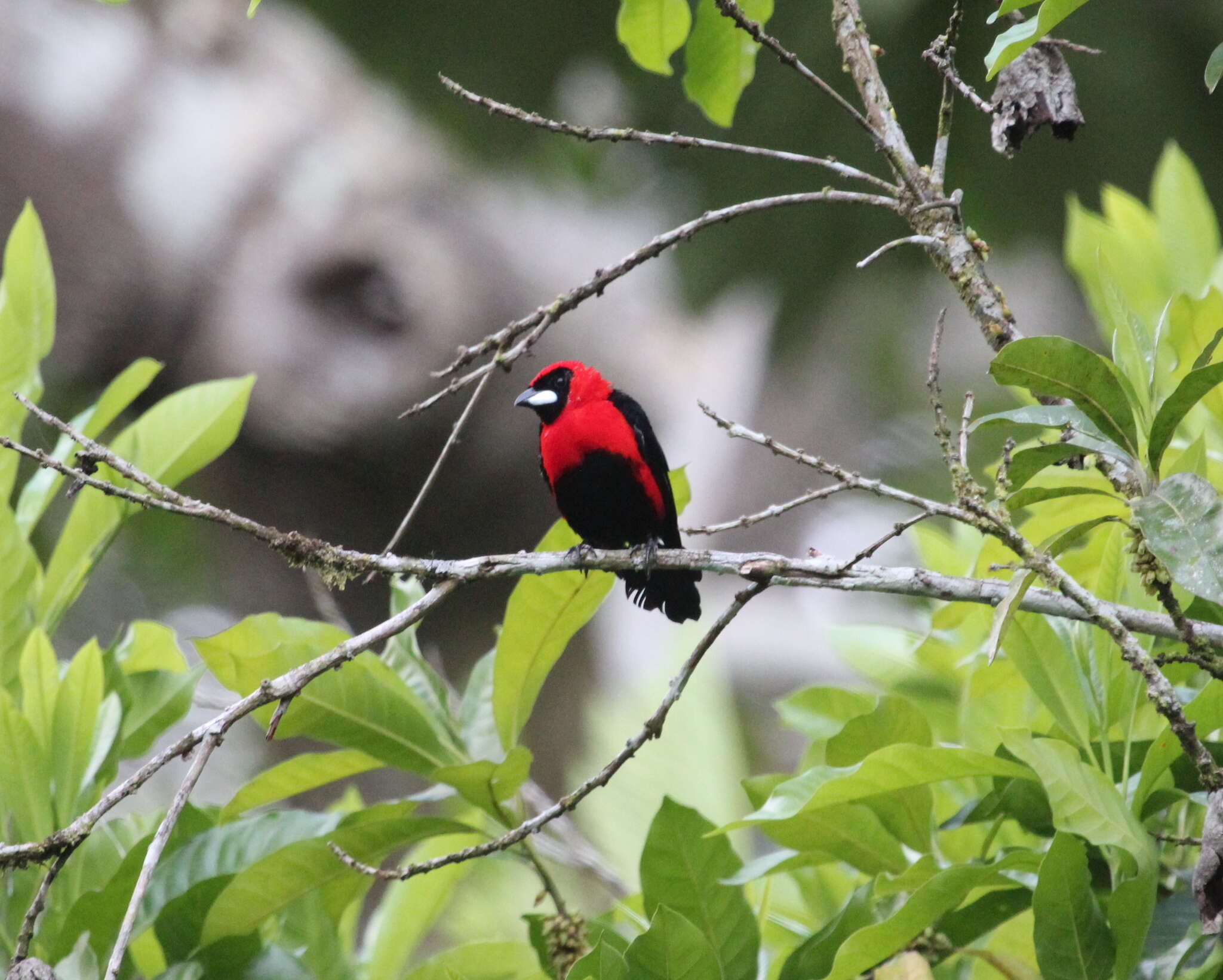 Plancia ëd Ramphocelus nigrogularis (Spix 1825)