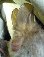 Image of Hairy Slit-faced Bat -- Hairy Slit-faced Bat