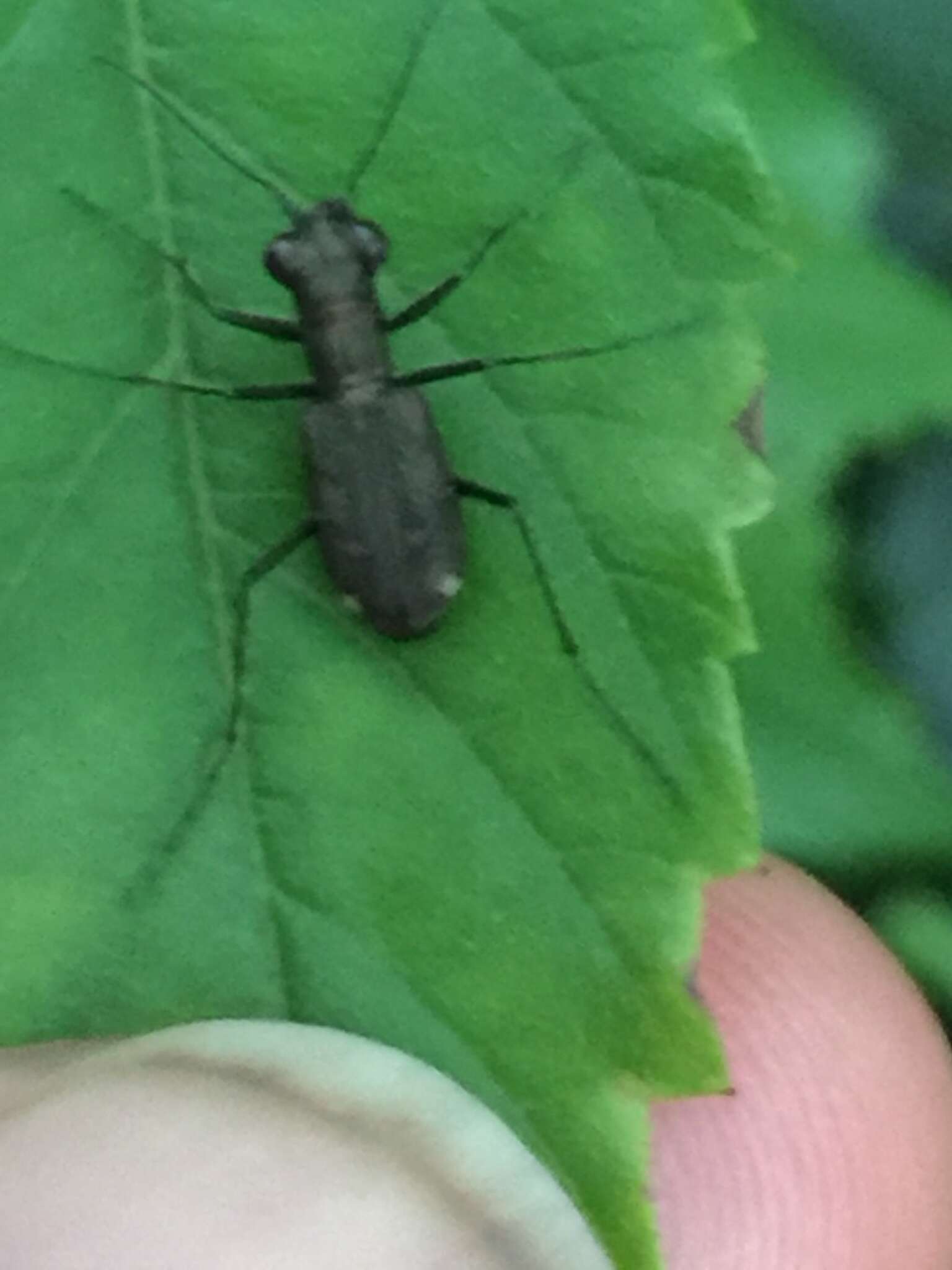 Cylindera (Ifasina) kaleea yedoensis (Kano 1933) resmi