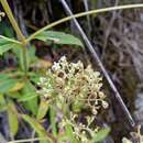 Image de Patrinia glabrifolia Yamam. & Sasaki