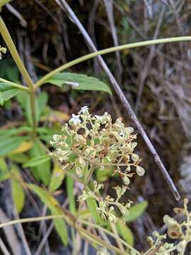 صورة Patrinia glabrifolia Yamam. & Sasaki