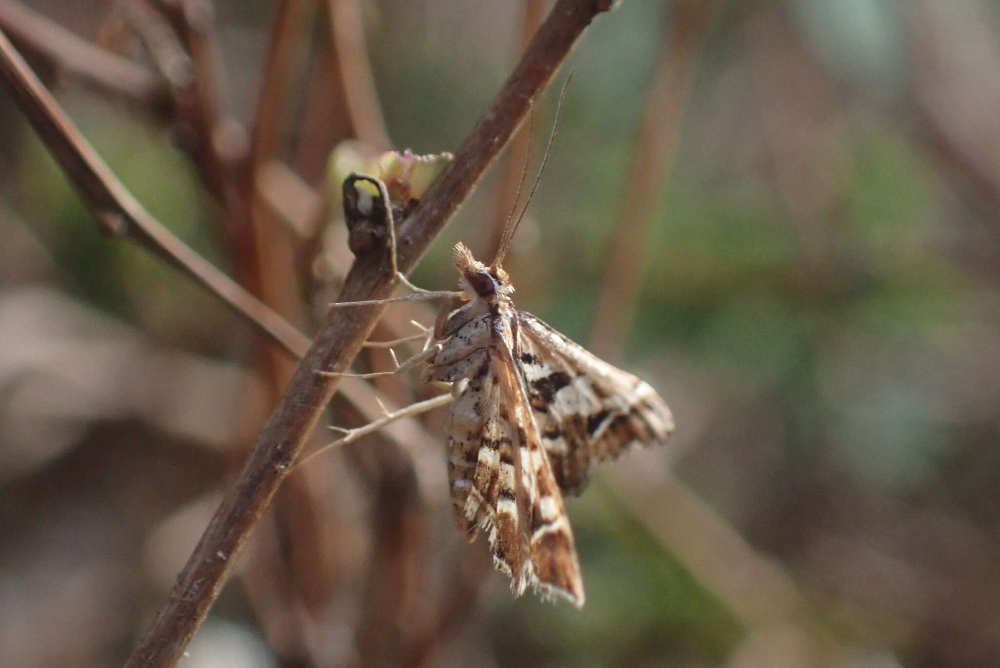 Plancia ëd Diasemia grammalis Doubleday 1843