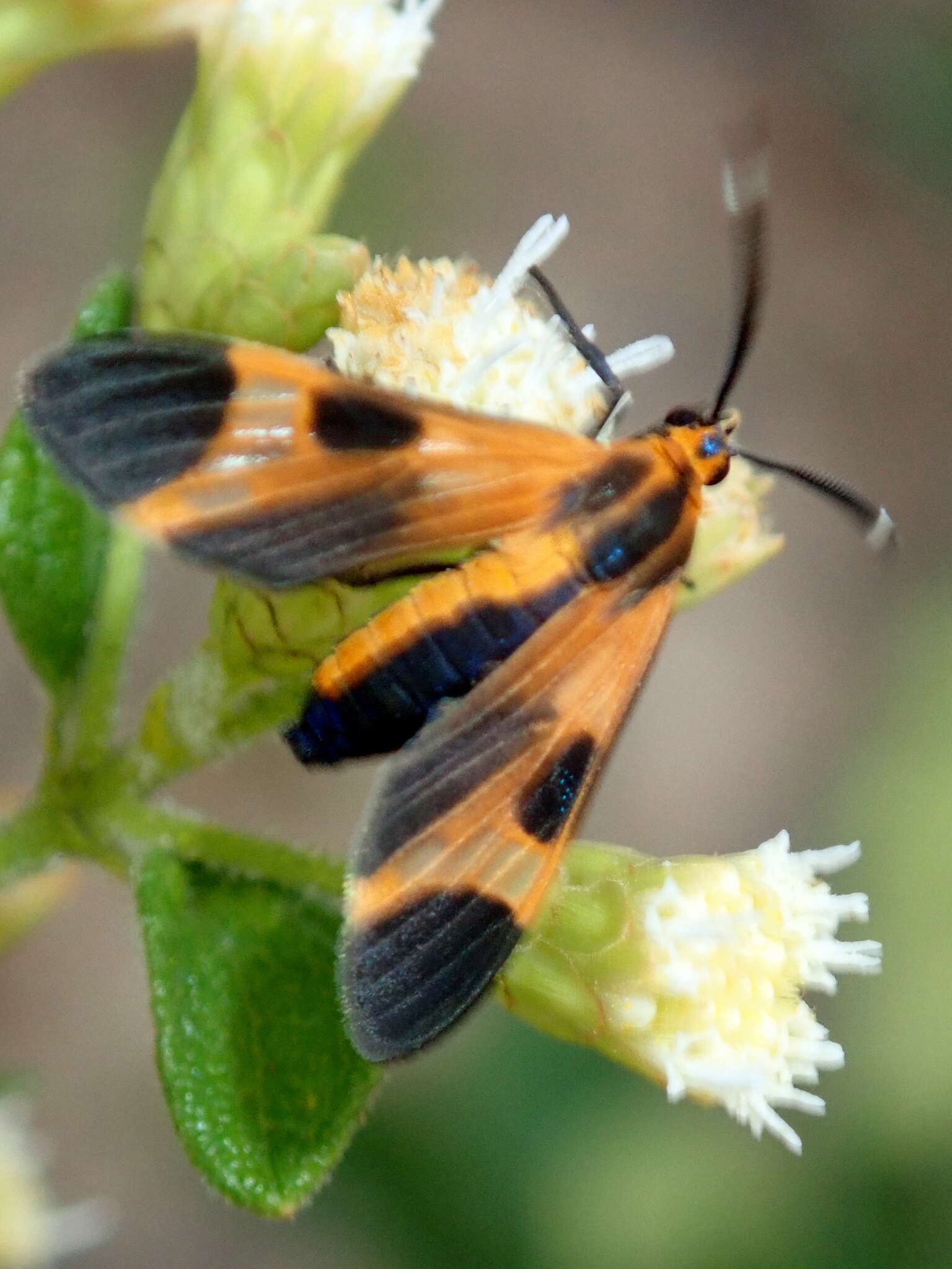 Image of <i>Dycladia emerita</i> Schaus