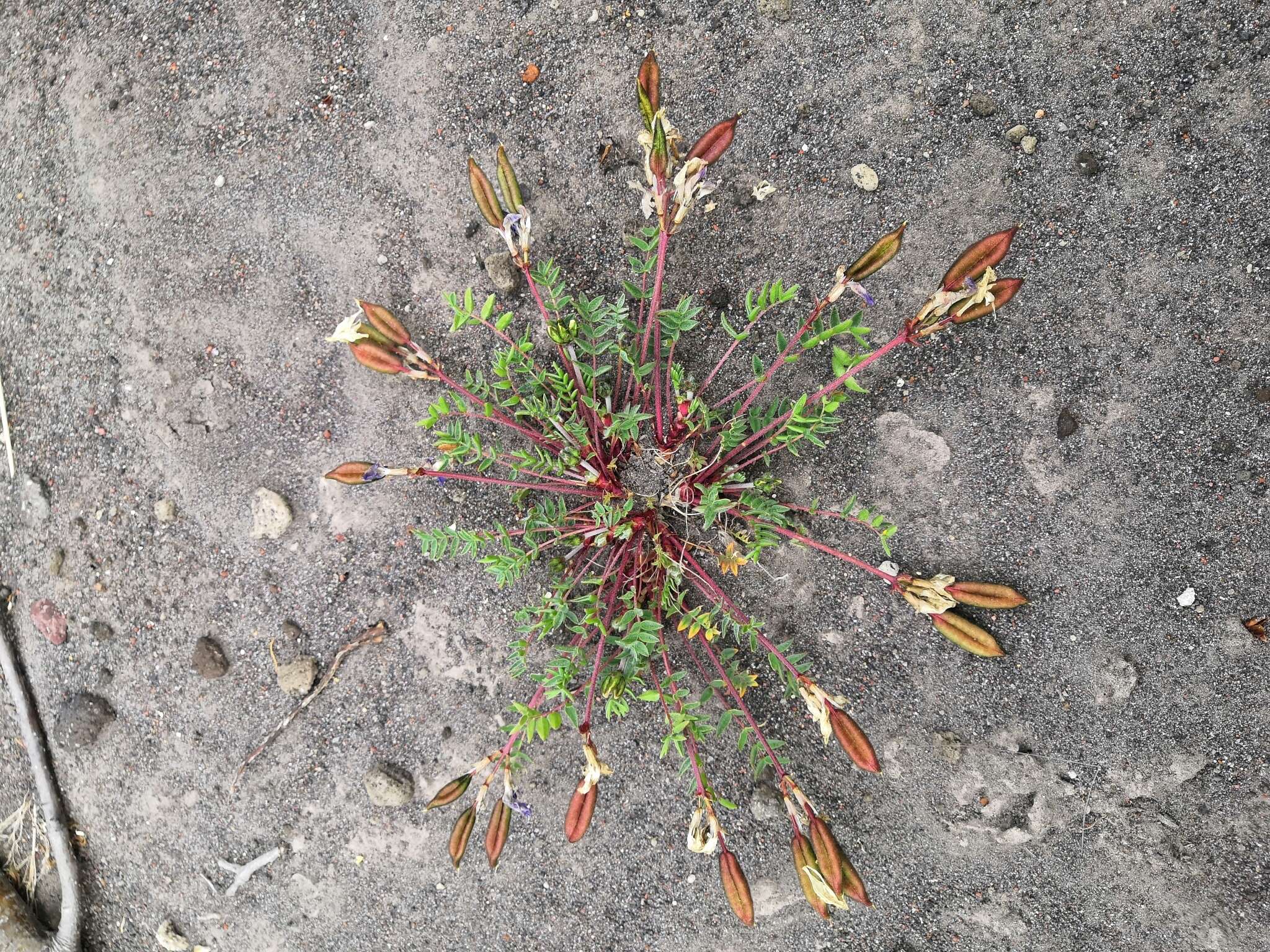 Image de Oxytropis revoluta Ledeb.