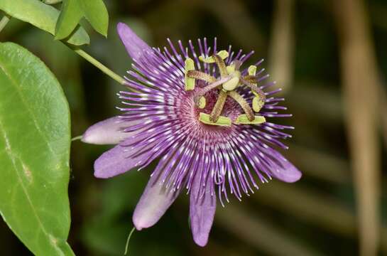 Passiflora sprucei Mast.的图像