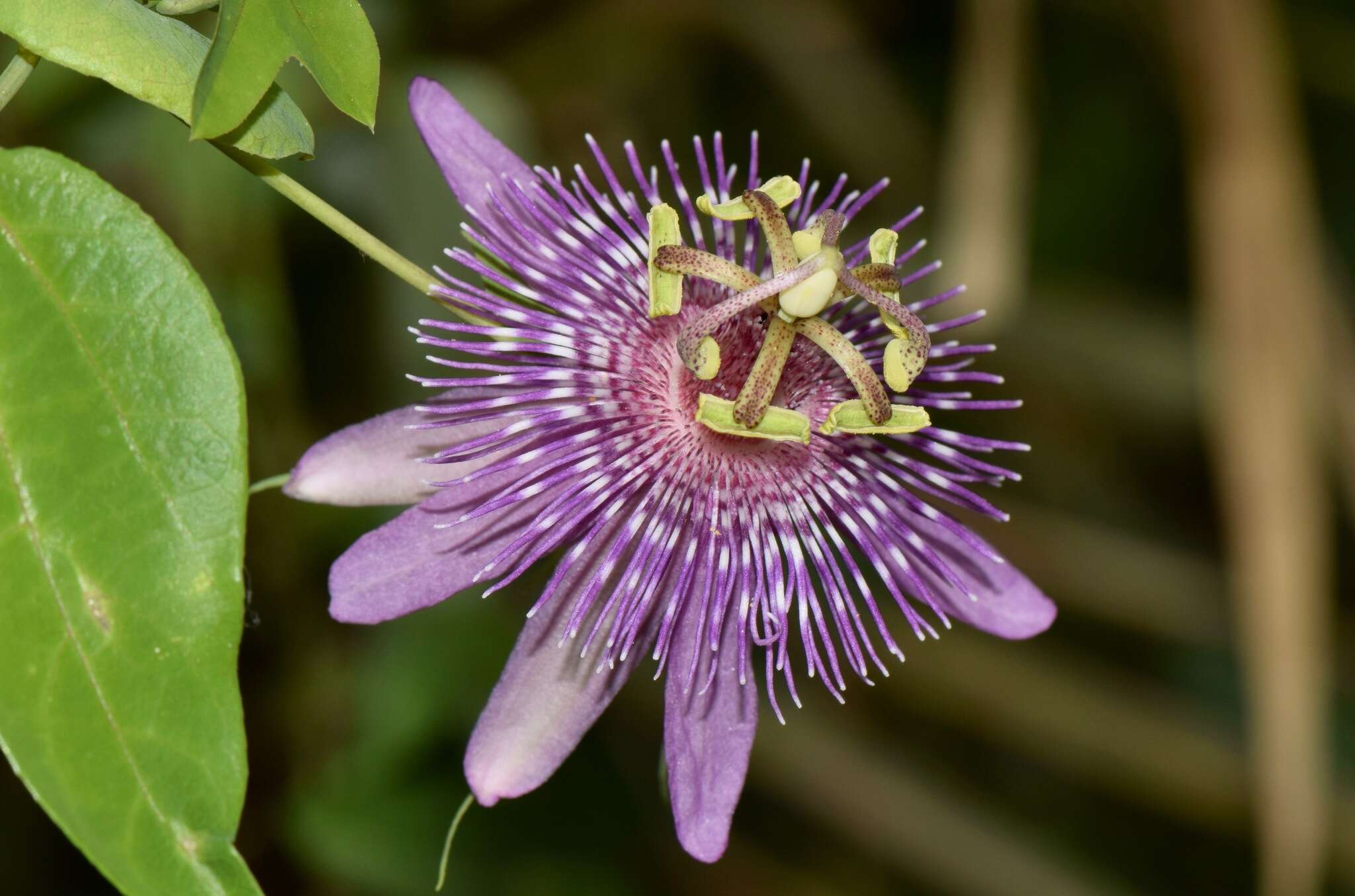 Sivun Passiflora sprucei Mast. kuva