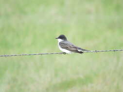 Image of Eastern Kingbird