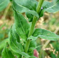 Imagem de Hesperis pycnotricha Borbás