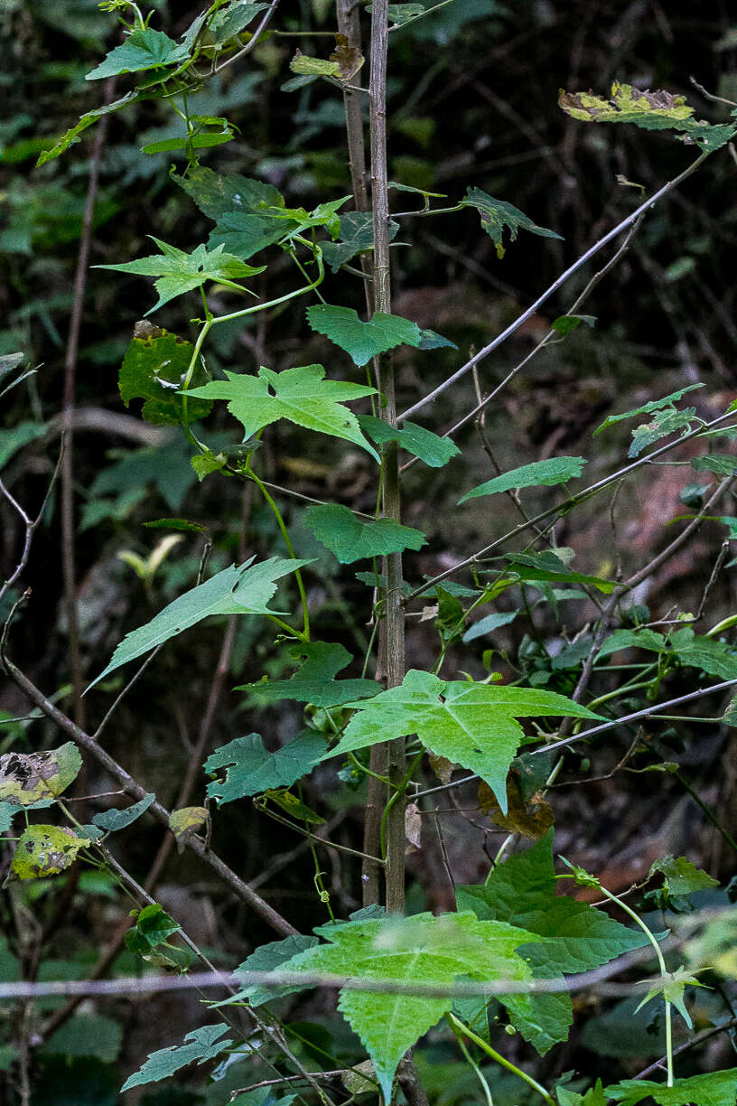 Image of Ceratiosicyos laevis (Thunb.) A. Meeuse