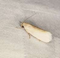 Image de Athrypsiastis salva Meyrick 1932