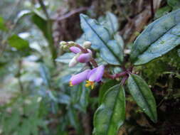 Image of Polygala arcuata Hayata