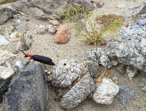 Image of Master Blister Beetle