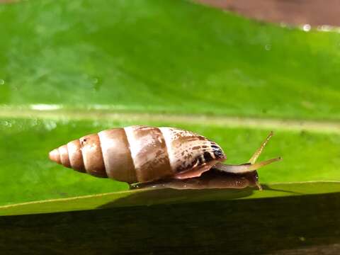 Image of <i>Bahiensis punctatissimus</i>