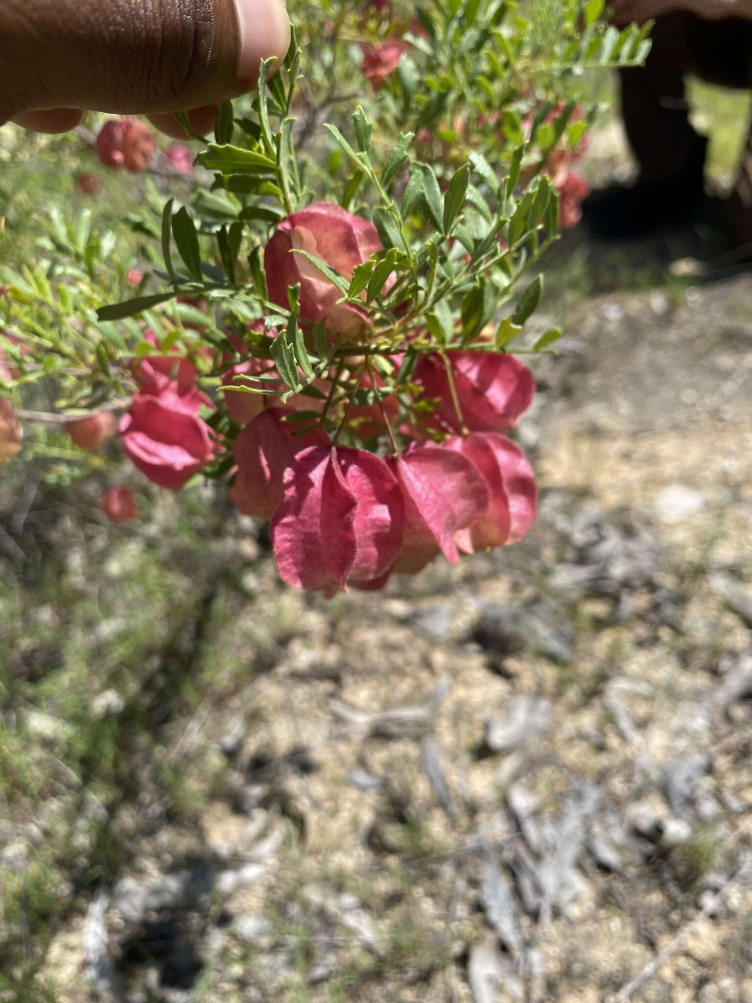 Image de Dodonaea physocarpa F. Müll.