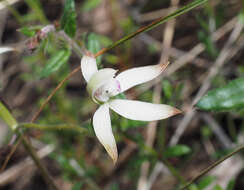 Image of Brown caps