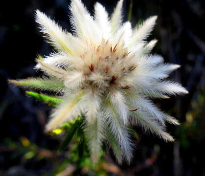 Image of Phylica pubescens var. orientalis Pillans