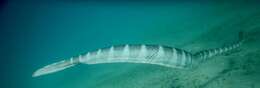 Image of Ornate Reef Sea Snake