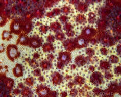 Image of Cushion star