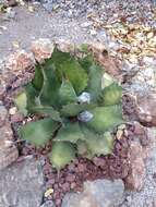 Image of Agave cupreata Trel. & A. Berger