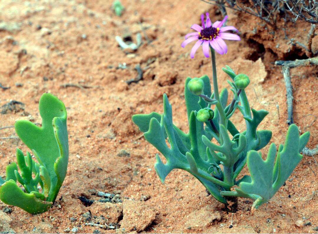 Image de Othonna cakilifolia DC.