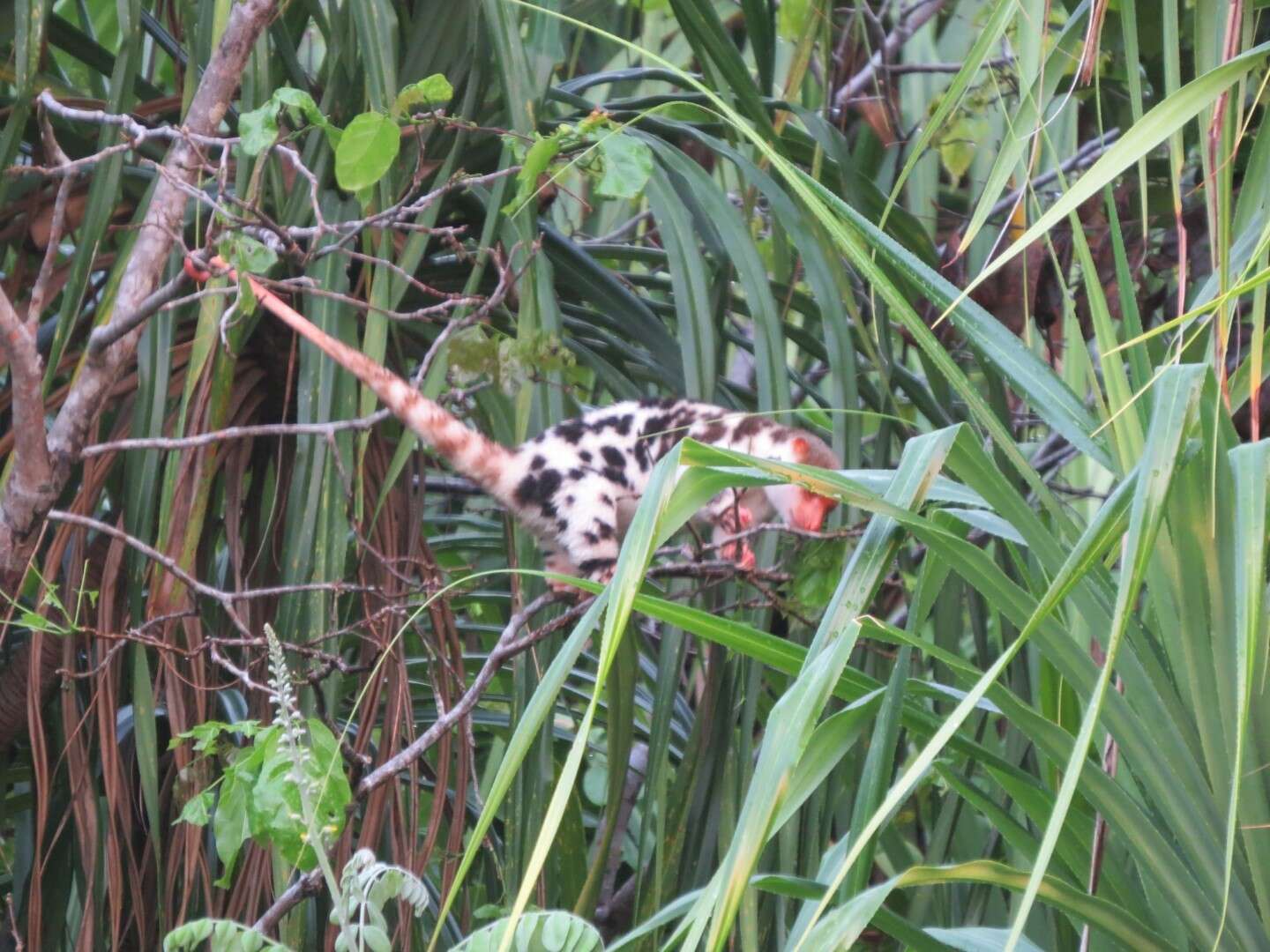 Image of Waigeo Cuscus