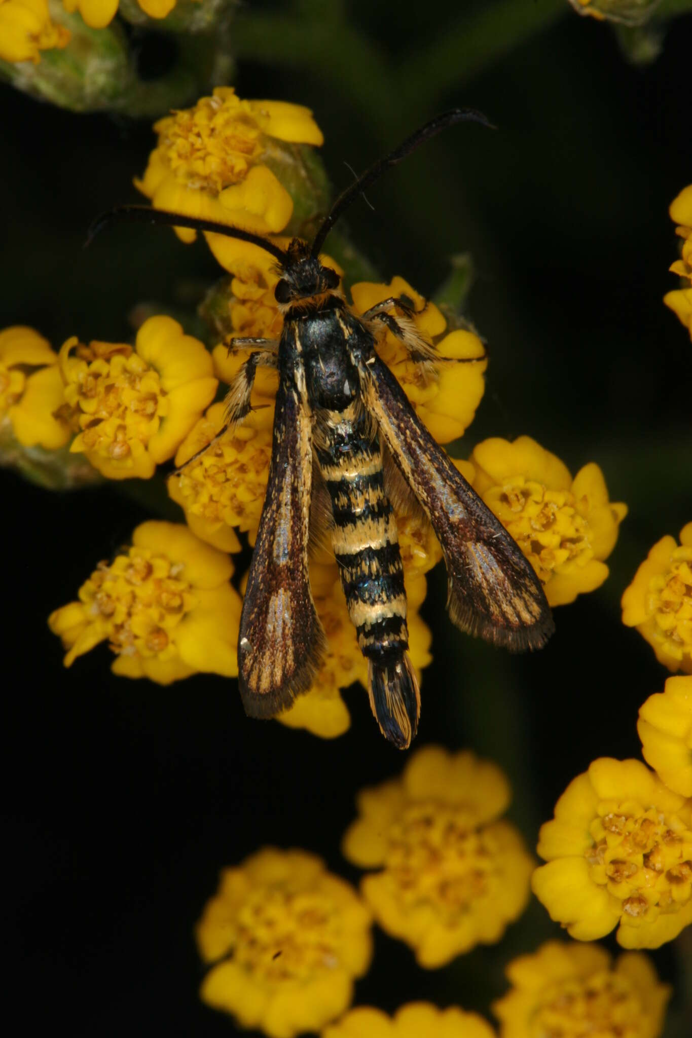 Image of Chamaesphecia leucoparea Lederer 1871