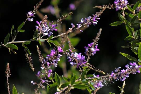 Imagem de Desmodium cuneatum Hook. & Arn.