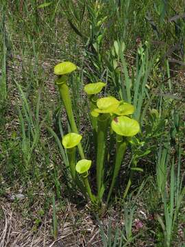 Image of Yellow pitcher plant