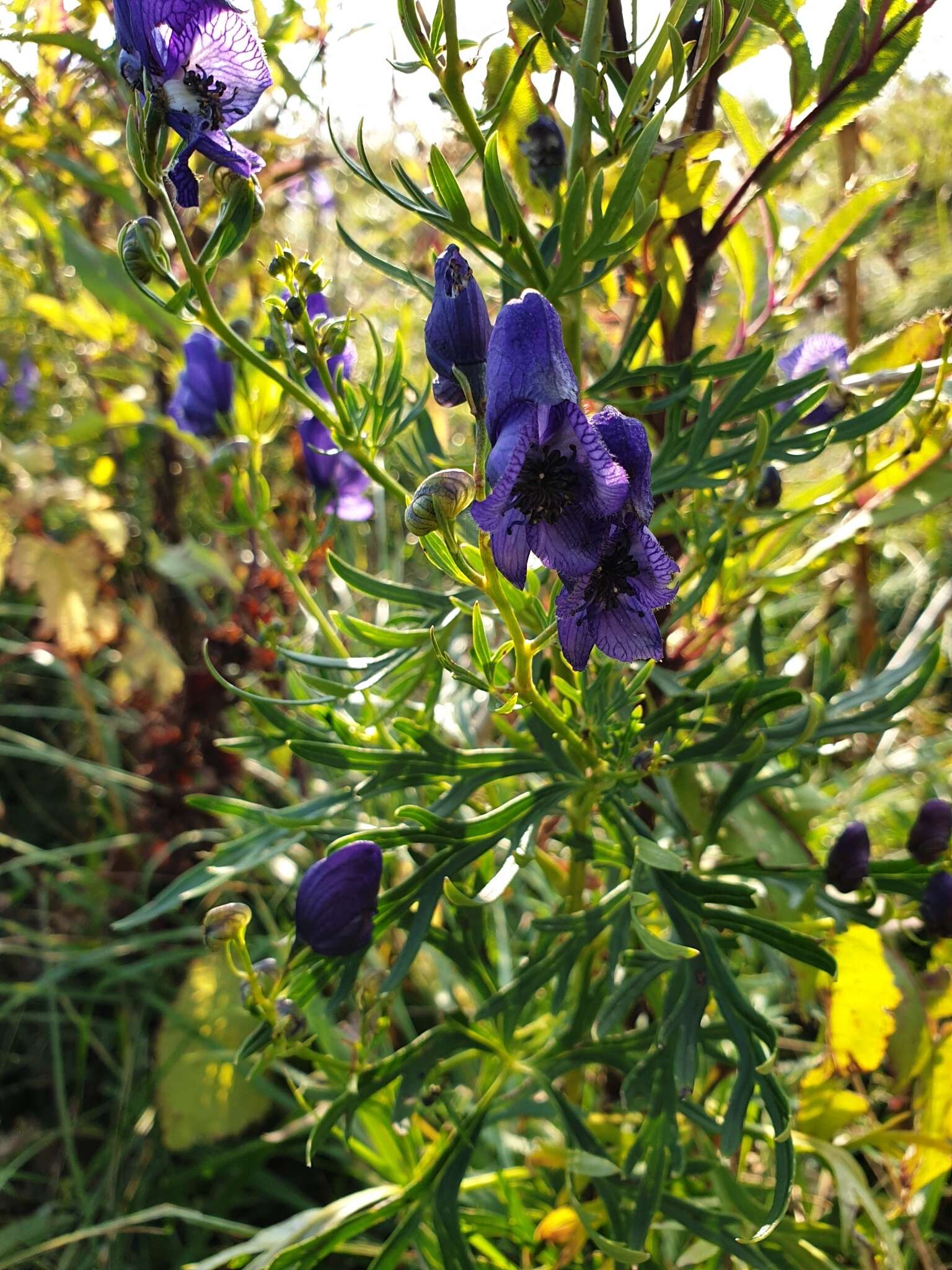 Image of Aconitum angustifolium Bernh. ex Rchb.