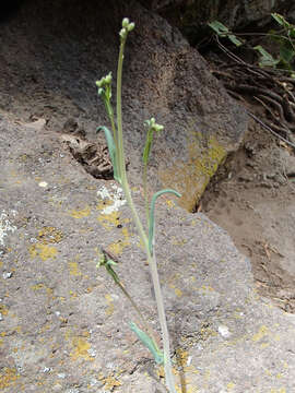 Image of sicklepod rockcress