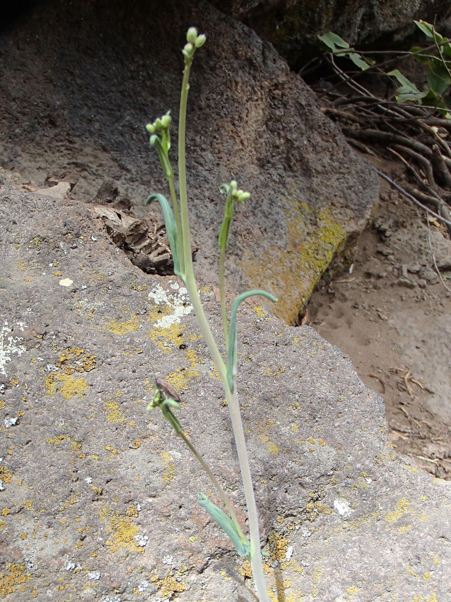 Image of sicklepod rockcress