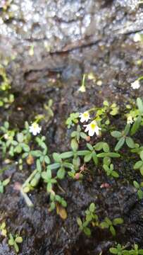 Plancia ëd Utricularia kumaonensis Oliv.