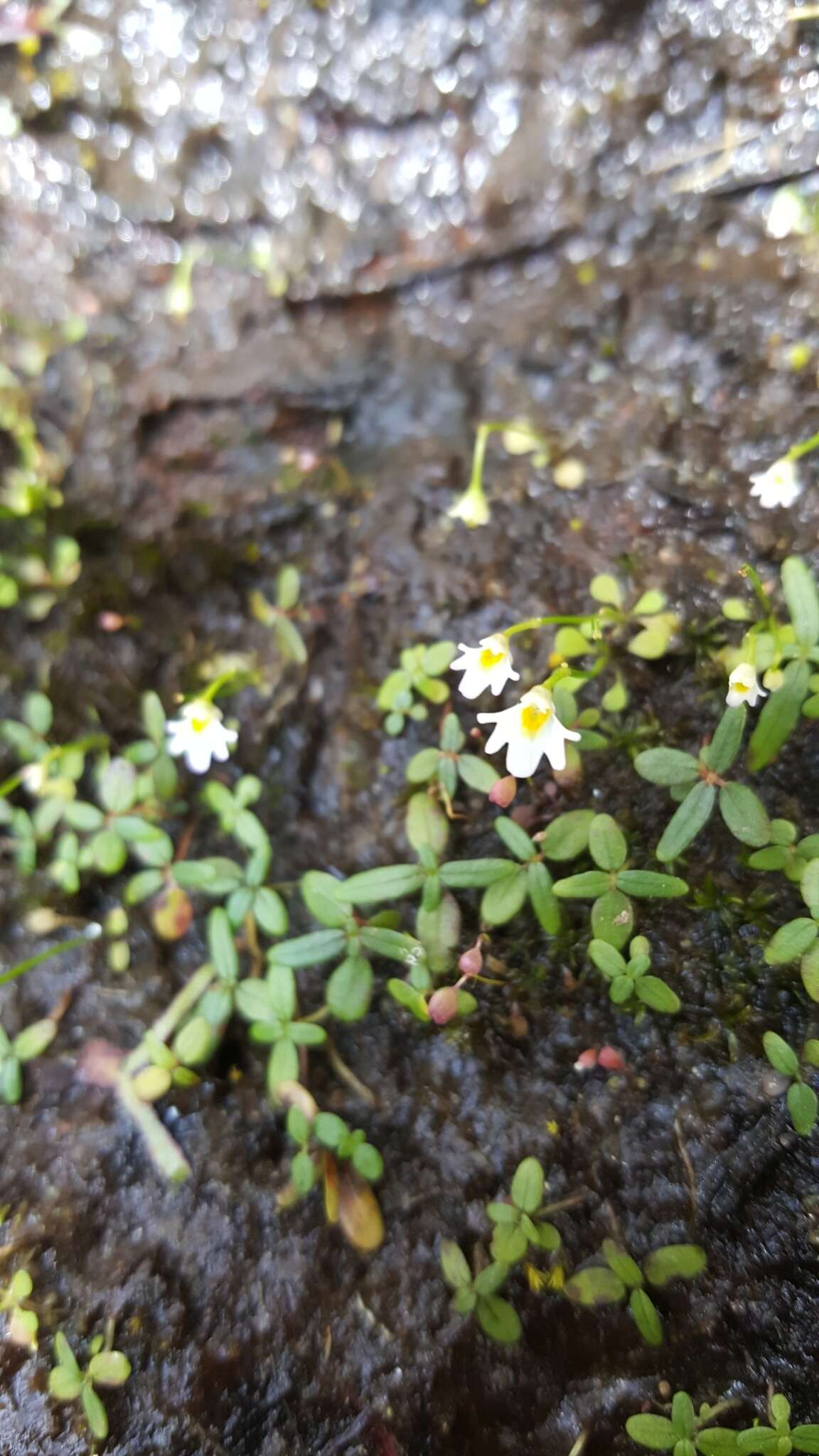 Image of Utricularia kumaonensis Oliv.