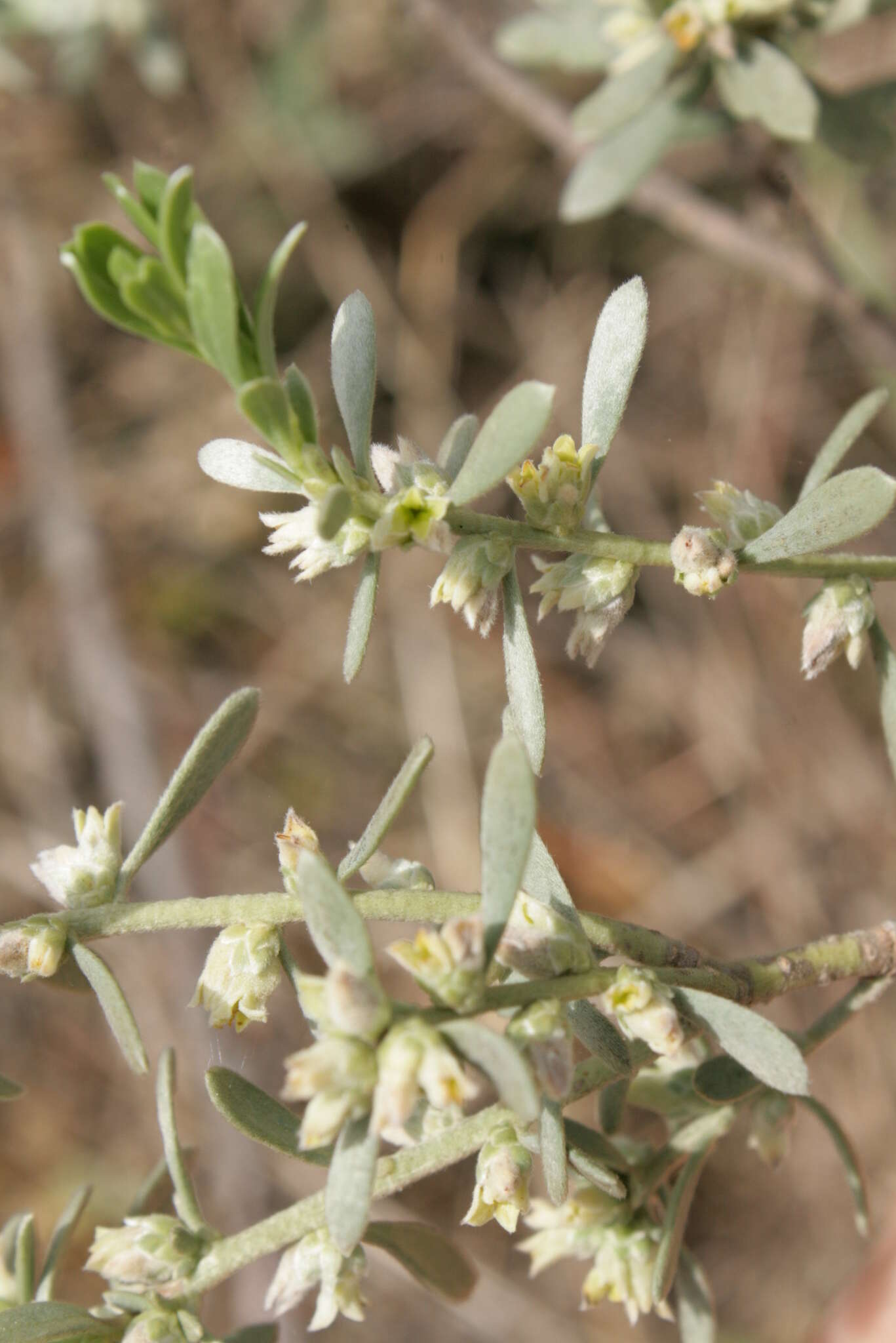 صورة Thymelaea tartonraira subsp. argentea (Sibth. & Sm.) Holmboe