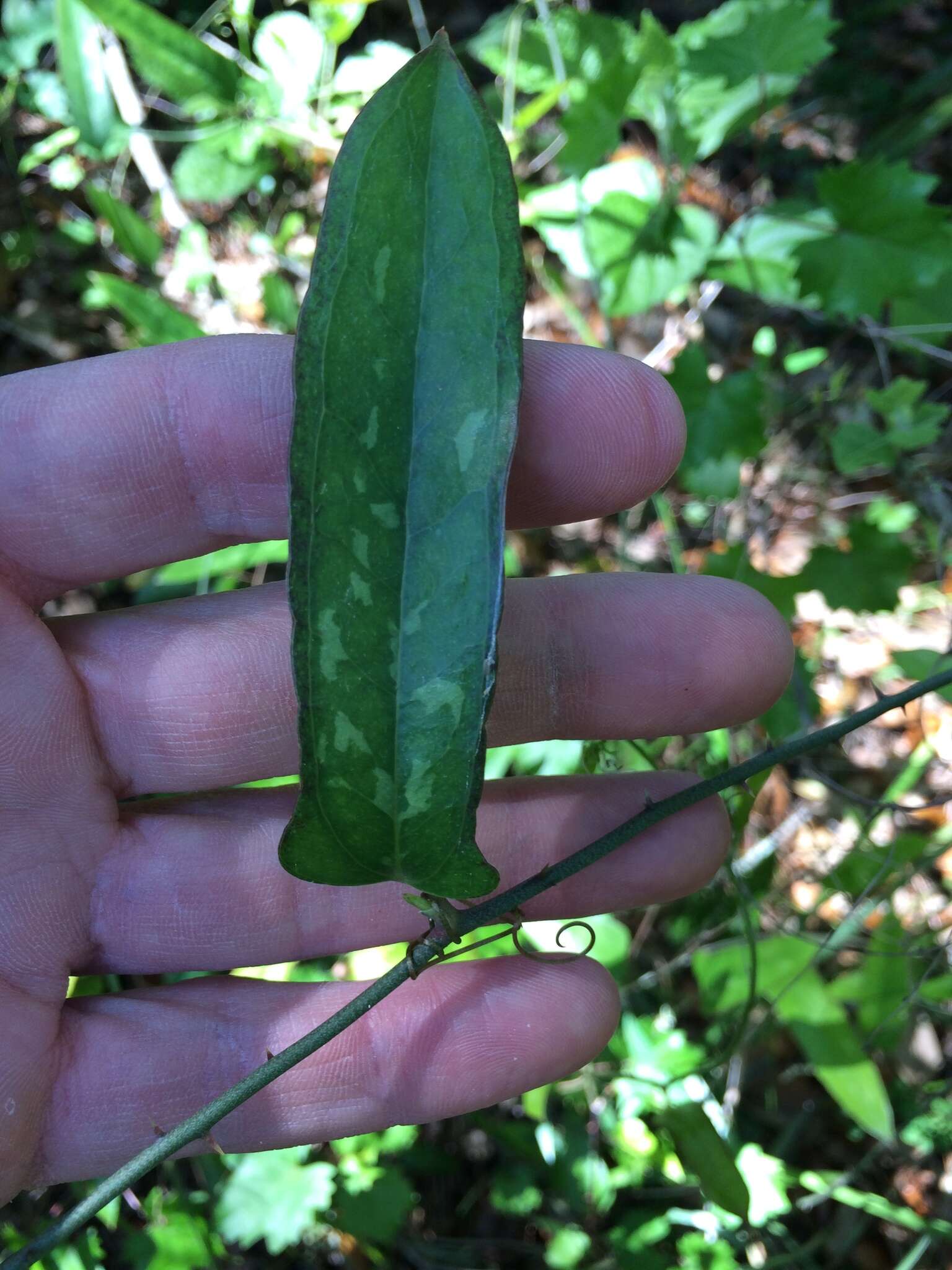 Image of earleaf greenbrier