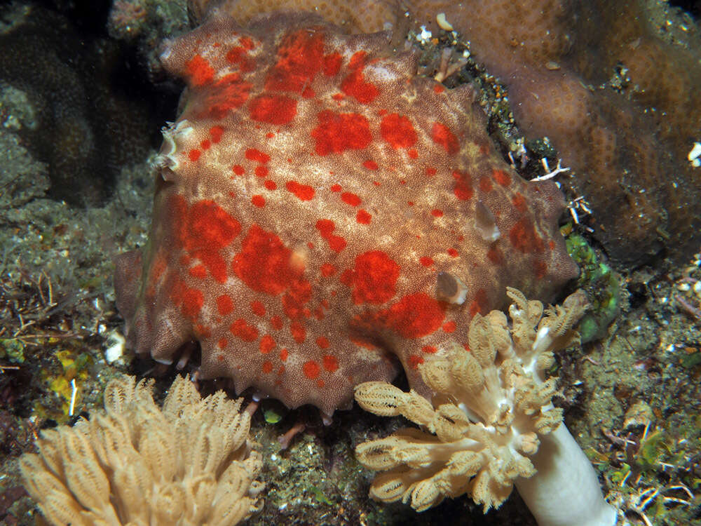 Image of Platydoris cinereobranchiata Dorgan, Valdés & Gosliner 2002