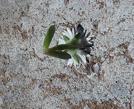 Imagem de Delosperma litorale (Kensit) L. Bol.