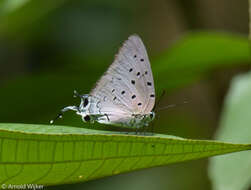 Image of Pseudolycaena marsyas (Linnaeus 1758)