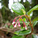 Image of Notopleura peperomiae (Standl.) C. M. Taylor