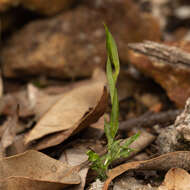 Image of Bird orchid