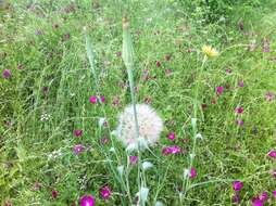 Image of yellow salsify