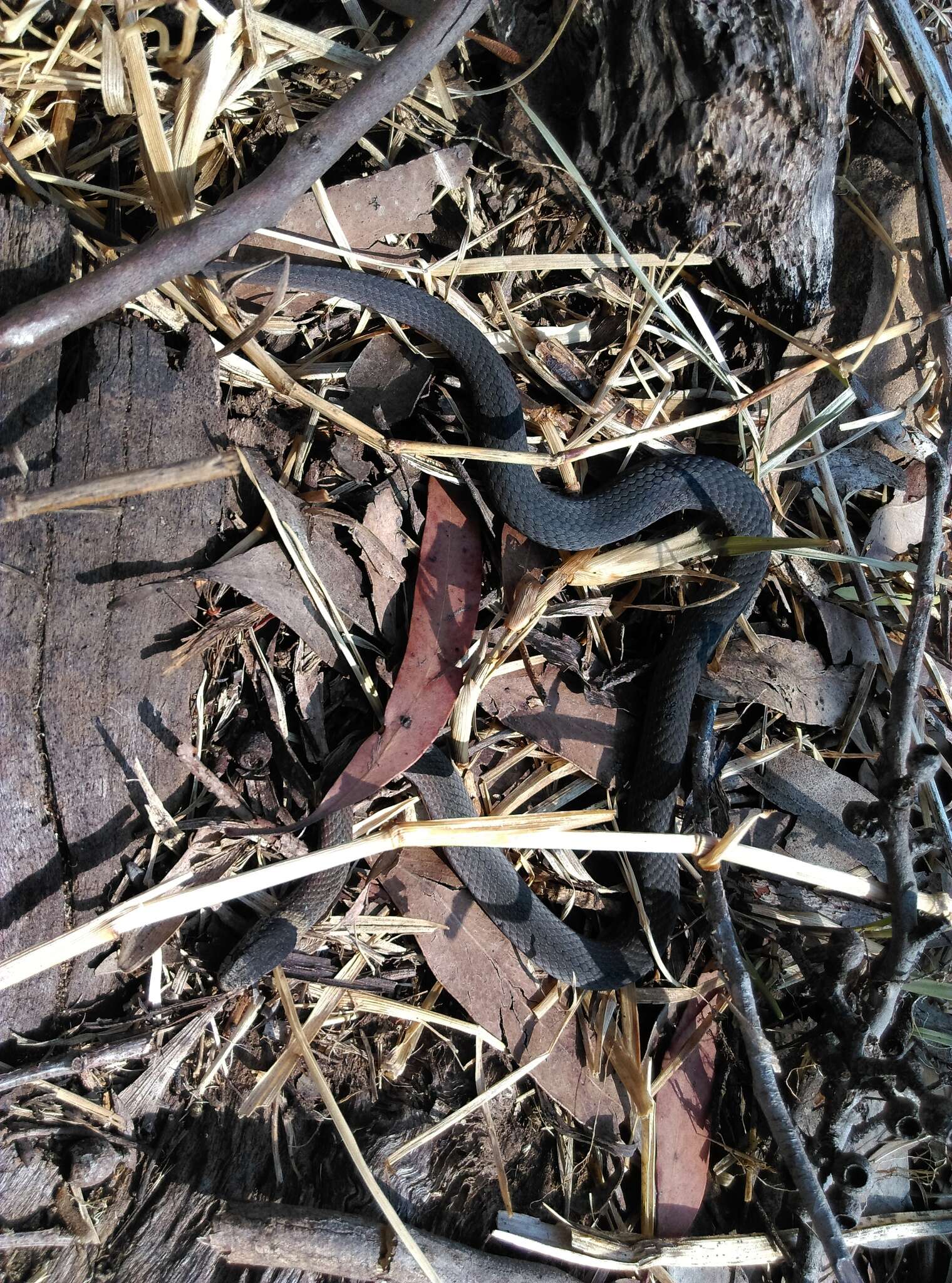 Image of Mustard-bellied Snake