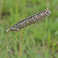 Harpochloa falx (L. fil.) Kuntze resmi