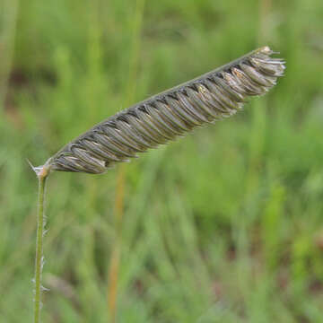 Harpochloa falx (L. fil.) Kuntze resmi