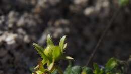 Image of Arizona fiestaflower