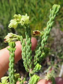 Image of Erica oblongiflora Benth.